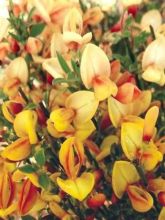 Cytisus scoparius Apricot Gem - Genêt à balais