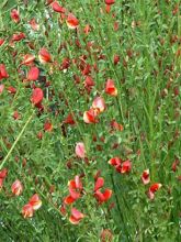 Genêt à balais - Cytisus scoparius Burkwoodii