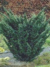 Juniperus chinensis Blaauw - Genévrier hybride                     