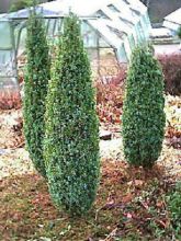 Genévrier commun nain - Juniperus communis Compressa