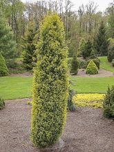 Juniperus communis Gold Cone - Genévrier commun                   