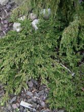 Juniperus communis Green Carpet - Genévrier commun              