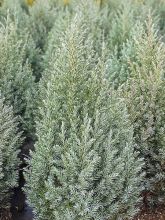 Genévrier commun - Juniperus communis Pyramidalis