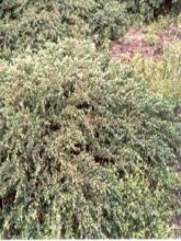 Juniperus communis Repanda - Genévrier commun.