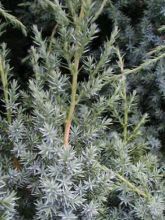 Juniperus chinensis Blue Alps