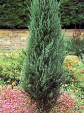 Juniperus scopulorum Skyrocket - Genévrier de Virginie
