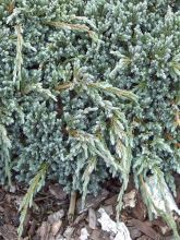 Genévrier écailleux - Juniperus squamata Blue Spider