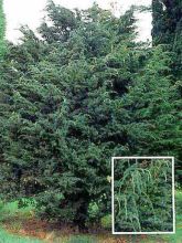 Juniperus squamata Meyeri - Genévrier écailleux.