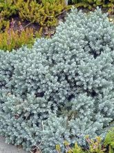 Genévrier écailleux - Juniperus squamata Tropical Blue