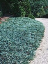 Juniperus horizontalis Blue Chip - Genévrier rampant              