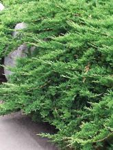 Genévrier horizontal - Juniperus horizontalis Prince Of Wales