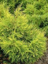 Juniperus chinensis Kuriwao Gold - Genévrier hybride 
