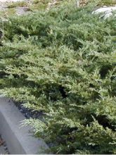 Genévrier de Pfitzer Compact - Juniperus pfitzeriana Compacta