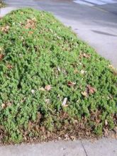 Juniperus procumbens Nana - Genévrier rampant                     