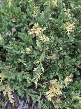 Genévrier rampant panaché - Juniperus chinensis Expansa Variegata