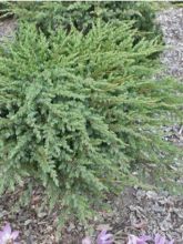 Genévrier des plages - Juniperus conferta Schlager