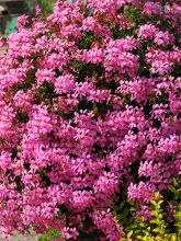 Géranium-lierre Roi des Balcons rose lilas