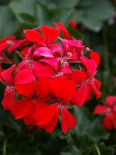 Geranium Balcon Red - Pelargonium peltatum