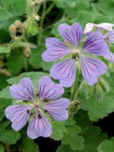 Géranium vivace à feuilles de crèpe 'Philippe Vapelle'