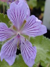 Géranium vivace à feuilles de crèpe 'Tcschelda'