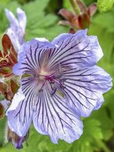 Geranium vivace renardii Zetterlund - Géranium vivace parme clair veiné de violet