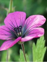 Géranium vivace 'Ann Folkard'