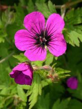 Géranium vivace 'Anne Thomson'