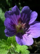 Géranium vivace 'Blue Blood'