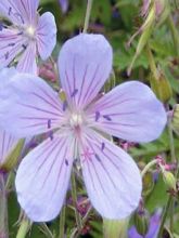 Géranium vivace 'Blue Cloud'