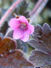 Geranium vivace Bob's Blunder - Géranium vivace rose pâle, feuillage brun argenté