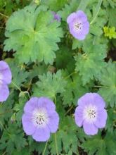 Géranium vivace 'Buxton's Variety'