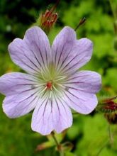 Geranium vivace Chantilly - Géranium rose bleuté