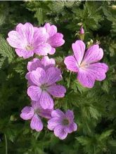 Géranium vivace 'Claridge Druce'