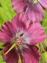 Géranium monacense Claudine Dupont