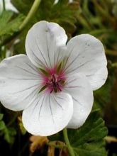 Geranium vivace Coombland White