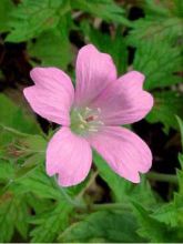 Géranium vivace d'Endress 'Wargrave Pink'