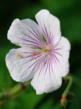 Géranium vivace himalayense Derrick Cook