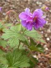 Géranium vivace de l'Himalaya 'Plenum'