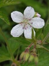 Geranium vivace sylvaticum Ice Blue