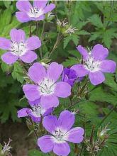 Géranium vivace des bois 'Mayflower'