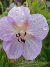 Geranium pratense Bittersweet - Géranium des près