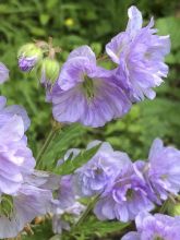 Géranium vivace des près 'Cloud Nine'