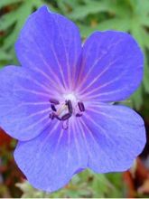 Géranium vivace pratense Cluden Sapphire - Géranium des près bleu