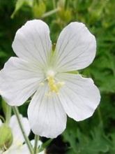 Géranium vivace pratense Galactic - Géranium des près blanc