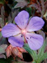 Géranium vivace des près 'Hocus Pocus'