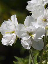 Géranium vivace des près 'Laura'