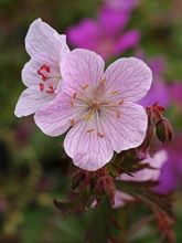 Geranium vivace pratense Marshmallow - Géranium rose bonbon