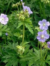 Géranium vivace des près 'Mrs Kendall Clarke'