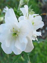 Geranium vivace pratense Plenum Album