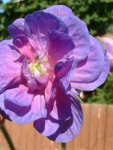 Géranium vivace des près 'Plenum Violaceum'